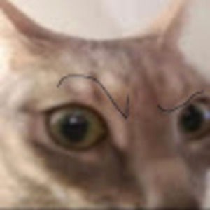 Meet your Posher, Parisha